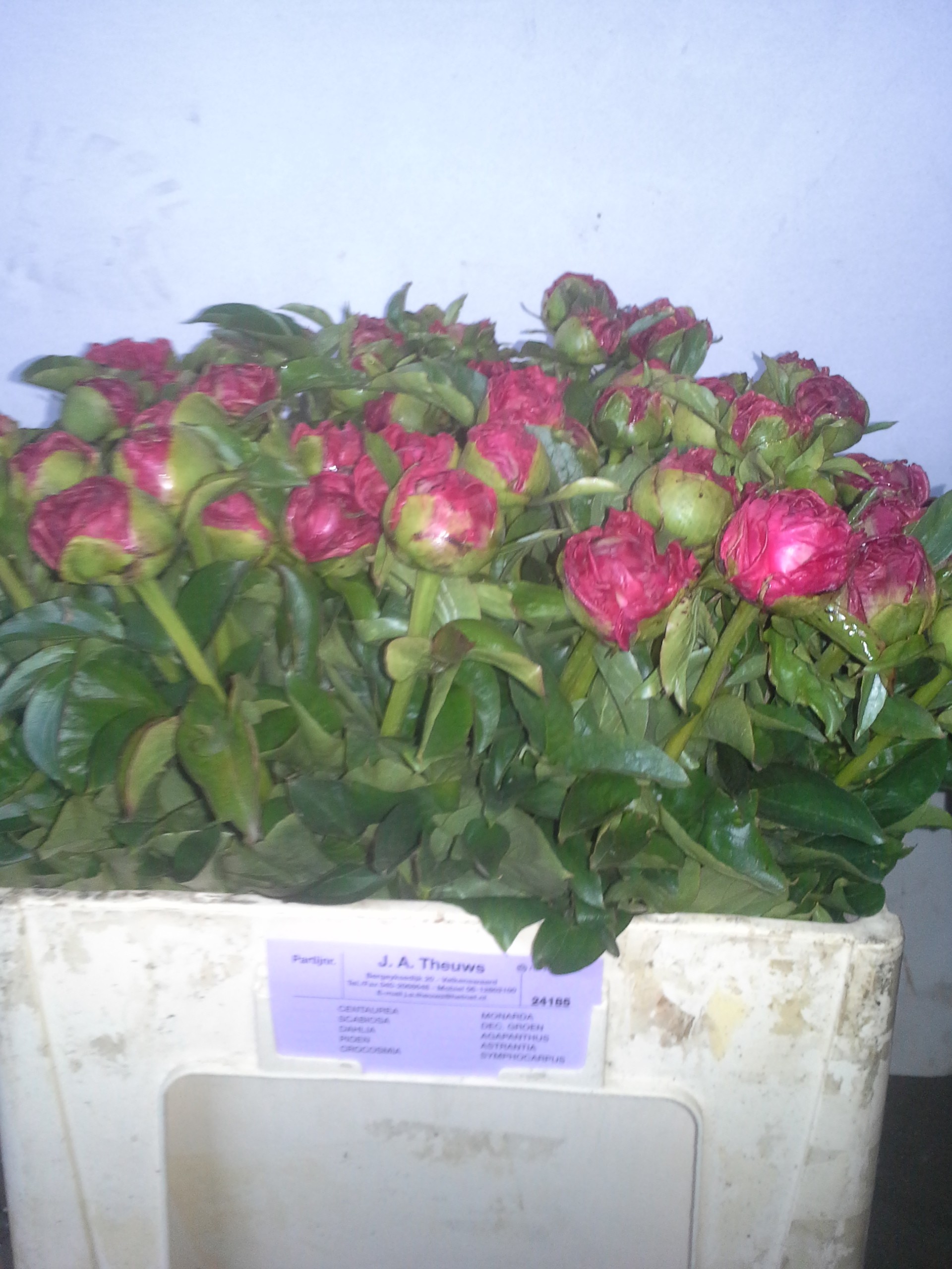 Paeonia  Paula Fay